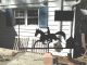 Rare Horse Steeple Chase Weathervane Iron And Wood Large Size Weathervanes & Lightning Rods photo 7
