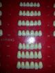 Antique New Solila Denture Teeth Translucent & Fluorescent Of Dentist Supply Co Dentistry photo 5