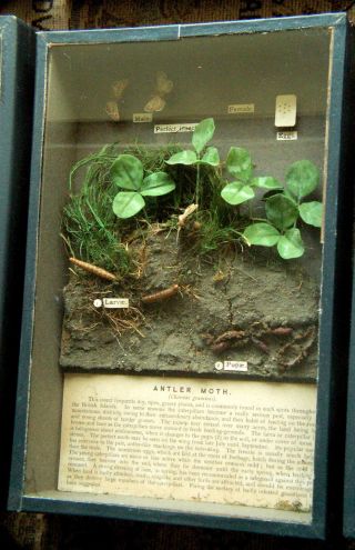 Vintage Scientific Lab Specimen Display Case Lifecycle Antler Moth photo