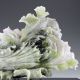 Oriental Vintage 100% Natural Jade Hand Carved Cabbage Statue Nr 560451 Statues photo 1