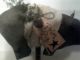Primitive Grungy Pig On Bobbin 10x12 = Primitive Decor Primitives photo 5