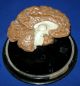 Antique 19thc Victorian Large Wax Anatomical Model Of Human Brain Plinth Mounted Other photo 1