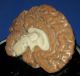 Antique 19thc Victorian Large Wax Anatomical Model Of Human Brain Plinth Mounted Other photo 2
