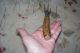 Antique Carving Fork - Very Unique - - 1870 ' S Era Great Primitive Item Primitives photo 8