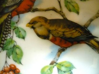 Antique Ceramic Bullfinch Lunch Plate Austria Hand Painted Birds Ornithology photo