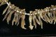 Bride Price 40 Marsupial Jaws Shaman Pectoral Necklace Papua New Guinea Tee10 Pacific Islands & Oceania photo 4