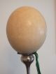 Antique Edwardian African Ostrich Egg With Empire Green Ribbon Xmas Decoration Other photo 1