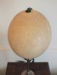 Antique Edwardian African Ostrich Egg With Empire Green Ribbon Xmas Decoration Other photo 3