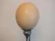 Antique Edwardian African Ostrich Egg With Empire Green Ribbon Xmas Decoration Other photo 6