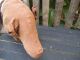 Pig Brown Pig Primitive Pig Country Primitive Farmhouse Lodge Cabin Gathering Primitives photo 1
