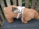 Pig Brown Pig Primitive Pig Country Primitive Farmhouse Lodge Cabin Gathering Primitives photo 2