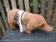 Pig Brown Pig Primitive Pig Country Primitive Farmhouse Lodge Cabin Gathering Primitives photo 6