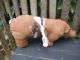 Pig Brown Pig Primitive Pig Country Primitive Farmhouse Lodge Cabin Gathering Primitives photo 7