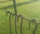 Colonial Meat Skewers With Rack,  4 Skewers,  Hand Wrought Iron,  Blacksmith Primitives photo 2