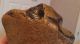 British Palaeolithic Flint Pebble Tool From Dorset England Neolithic & Paleolithic photo 9
