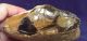 British Palaeolithic Flint Pebble Tool From Dorset England Neolithic & Paleolithic photo 4