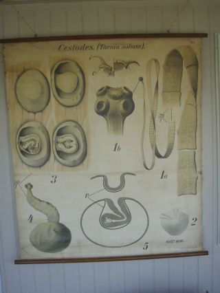 Very Old Paul Pfurtscheller Tapeworm School Wall Poster No.  69 photo