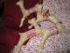 Reindeer Ornies,  Primitive,  Stained,  Sugared Primitives photo 1