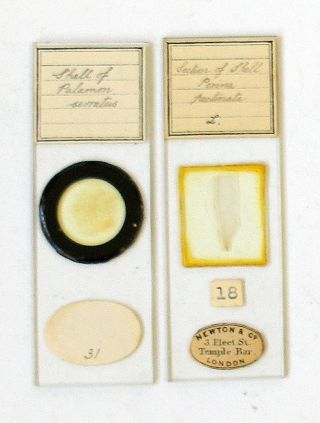 Newton & Co.  Polar Microscope Slides: Shell Sections photo