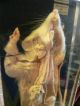 Vintage School Science Laboratory Dissected Specimen Rat.  T.  Gerrard & Co Ltd. Other photo 3