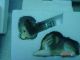 Of 5 Westland Giftgift Ware Bobbin Heads New In Box Primitives photo 4