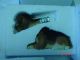 Of 5 Westland Giftgift Ware Bobbin Heads New In Box Primitives photo 5