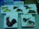 Of 5 Westland Giftgift Ware Bobbin Heads New In Box Primitives photo 6