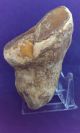British Lower Palaeolithic Flint Tool From Dorset England Neolithic & Paleolithic photo 2