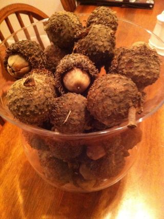 Huge Giant Fuzzy Burr Acorns - 25 Pieces Burr Oak Great For Crafts,  Arts,  Wreaths photo