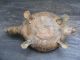 Antique Kettle Four Legged Turtle Brass Heirloom Asia Pot Teakettle Old Steamer Other photo 4