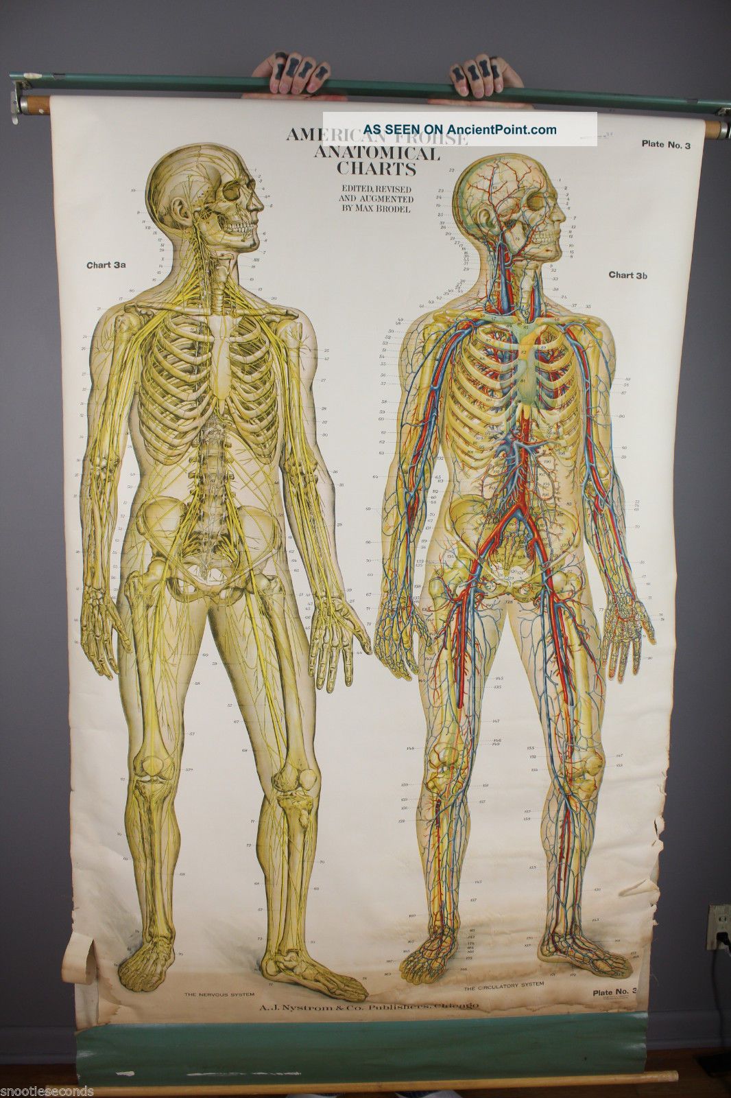 American Frohse Anatomical Charts Labeled