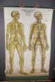 1918 Antique Frohse Nevous System Anatomical Chart Stunning Max Brodel Nystrom Other photo 1