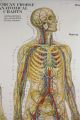 1918 Antique Frohse Nevous System Anatomical Chart Stunning Max Brodel Nystrom Other photo 2