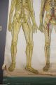 1918 Antique Frohse Nevous System Anatomical Chart Stunning Max Brodel Nystrom Other photo 3