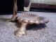 Antique Art Deco Cast Iron Umbrella Stand Grapevine Seashell Victoria Brass Gilt Other photo 6