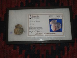 Rare Authentic Pre - Columbian Taino Indian Rabbit Effigy Carving W/ Coa Paper photo