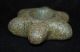 Pre - Columbian Star Form Green Stone Inca Mace Head - Peru - 4 1/2 