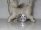 Hallmarked Solid Silver Antique Button Of A Great Dane Buttons photo 1