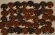 36 Vintage Antique Brown China Button Minor Wear Shabby 5/8 