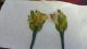 Primitive - Style Handmade Wood Flower Press Primitives photo 4