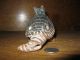 Antique / Vintage Hand Made Fired Clay Twelve Note Armadillo Whistle Other photo 1