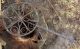 Rare Antique Wrought Iron Trivet & Iron Hook - 18th Century - Top Turns Primitives photo 1