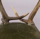 Antique Black Forest Antler Parlor Chair Ca.  1860 1800-1899 photo 4