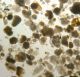 Marine Microscope Slides: Challenger Soundings & Zoophyte Other photo 1