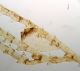 Marine Microscope Slides: Challenger Soundings & Zoophyte Other photo 2