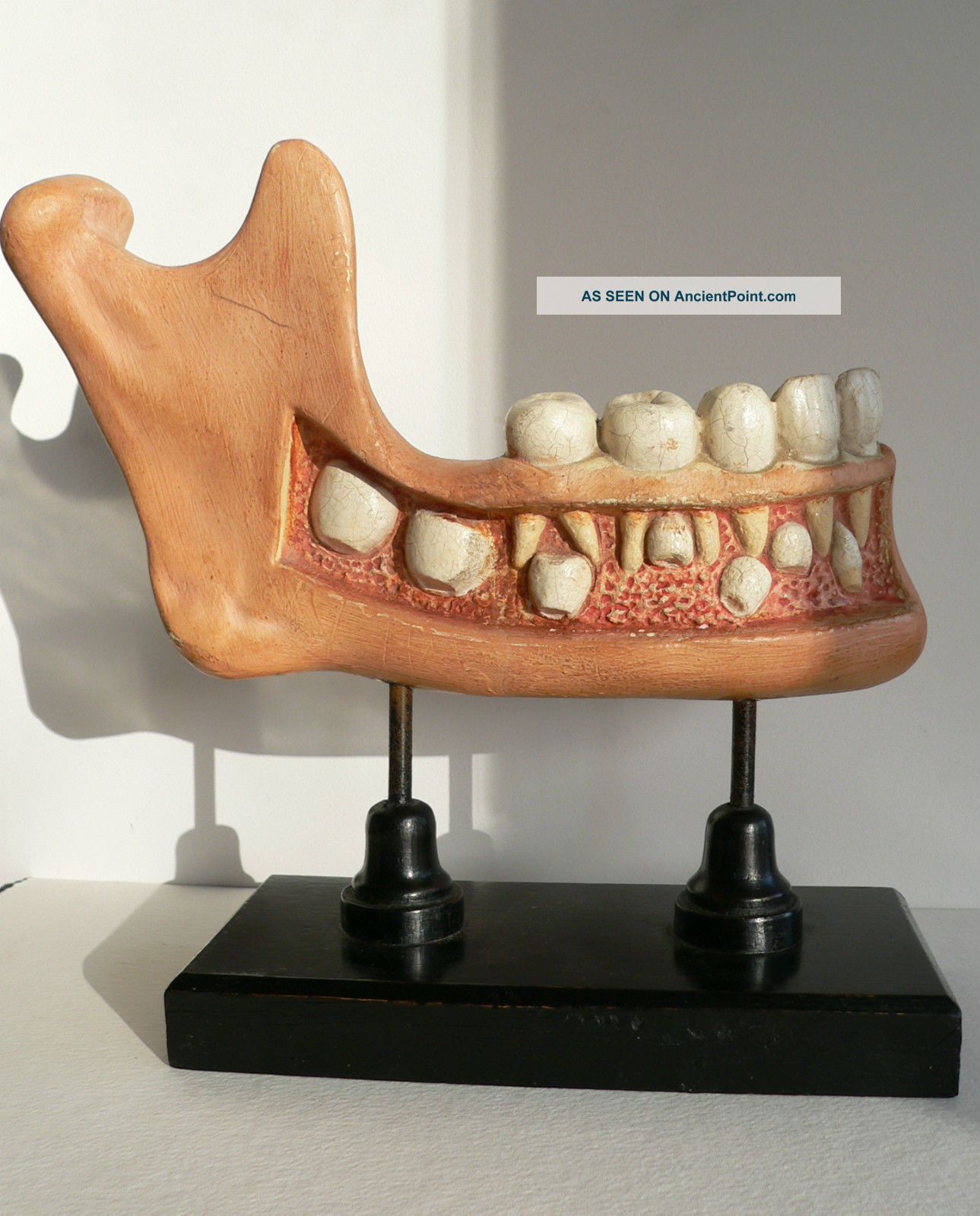 Antique Anotomical Model Of The Human Jaw.  19th Century.  Very Large.  Great Fun Other photo