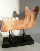 Antique Anotomical Model Of The Human Jaw.  19th Century.  Very Large.  Great Fun Other photo 2