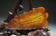 Delicate Chinese Classical Xiu Jade Carved Pendant - Cicada & H S Culture 1282 Necklaces & Pendants photo 3