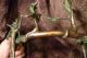 Old Antique Ashanti Bronze Brass Art African Horse Warrior Scupture Art Man Men Sculptures & Statues photo 8