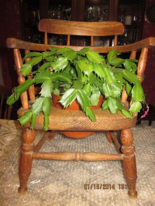 Antique Windsor Child ' S White Oak Potty Chair Great Plant Stand Euc photo